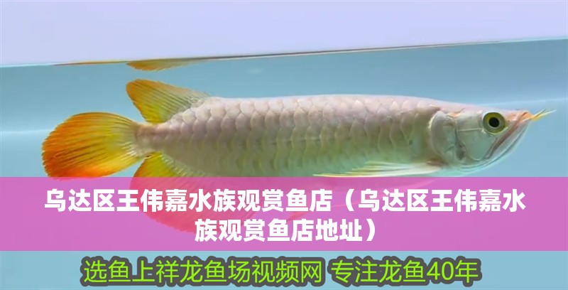 烏達(dá)區(qū)王偉嘉水族觀賞魚店（烏達(dá)區(qū)王偉嘉水族觀賞魚店地址）