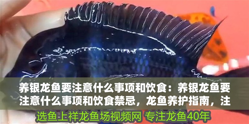 養銀龍魚要注意什么事項和飲食：養銀龍魚要注意什么事項和飲食禁忌，龍魚養護指南，注意事項與飲食禁忌
