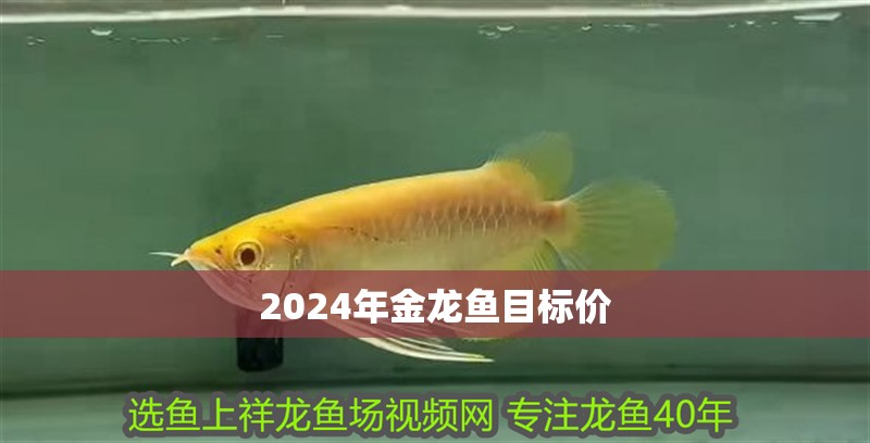 2024年金龍魚目標(biāo)價