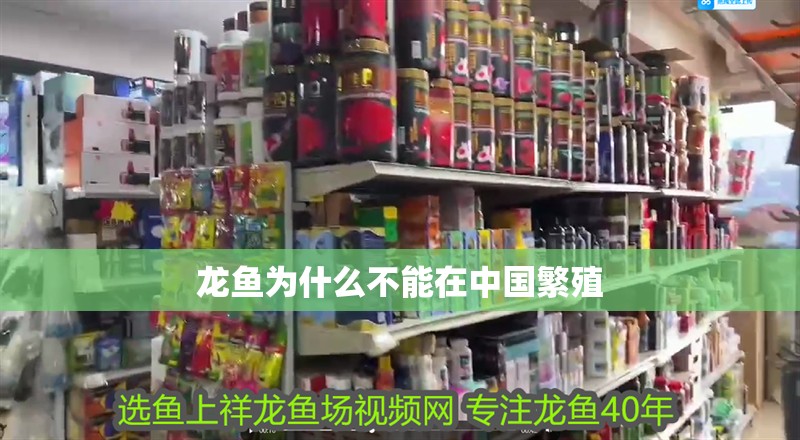 龍魚為什么不能在中國繁殖