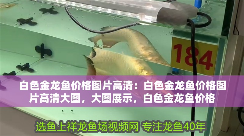 白色金龍魚價格圖片高清：白色金龍魚價格圖片高清大圖，大圖展示，白色金龍魚價格