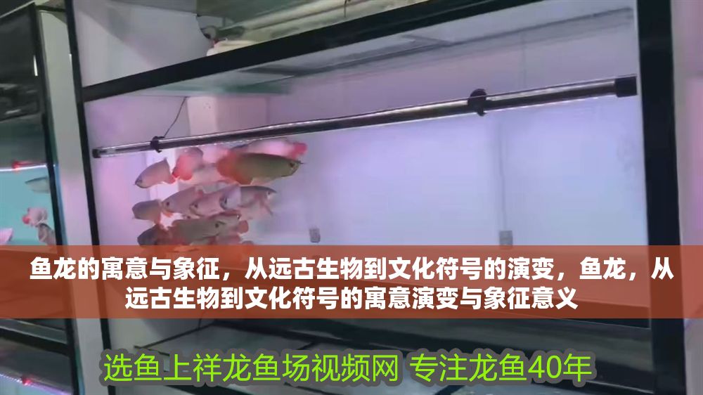 魚龍的寓意與象征，從遠古生物到文化符號的演變，魚龍，從遠古生物到文化符號的寓意演變與象征意義
