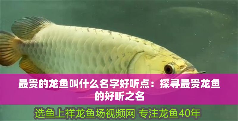 最貴的龍魚叫什么名字好聽點：探尋最貴龍魚的好聽之名