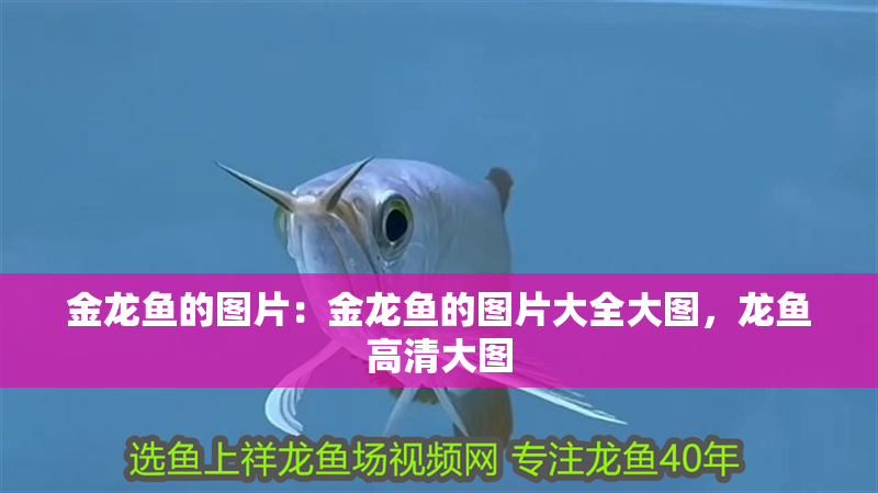 金龍魚的圖片：金龍魚的圖片大全大圖，龍魚高清大圖