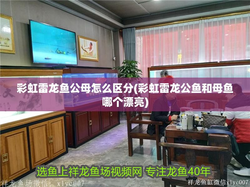 彩虹雷龍魚公母怎么區(qū)分(彩虹雷龍公魚和母魚哪個(gè)漂亮)