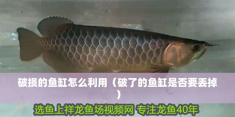 破損的魚缸怎么利用(破了的魚缸是否要丟掉) 豬鼻龜百科 第1張 破損的魚缸怎么利用(破了的魚缸是否要丟掉) 破損的魚缸怎么利用(破了的魚缸是否要丟掉) 豬鼻龜百科 第1張