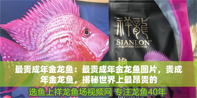 最貴成年金龍魚：最貴成年金龍魚圖片，貴成年金龍魚，揭秘世界上最昂貴的