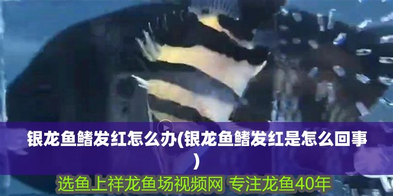 銀龍魚鰭發(fā)紅怎么辦(銀龍魚鰭發(fā)紅是怎么回事)