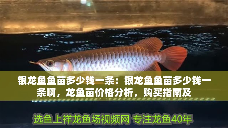 銀龍魚魚苗多少錢一條：銀龍魚魚苗多少錢一條啊，龍魚苗價格分析，購買指南及