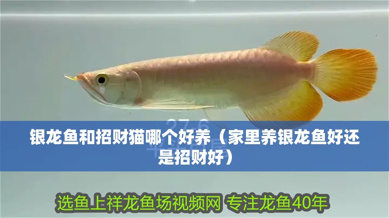 銀龍魚和招財貓哪個好養(yǎng)（家里養(yǎng)銀龍魚好還是招財好）
