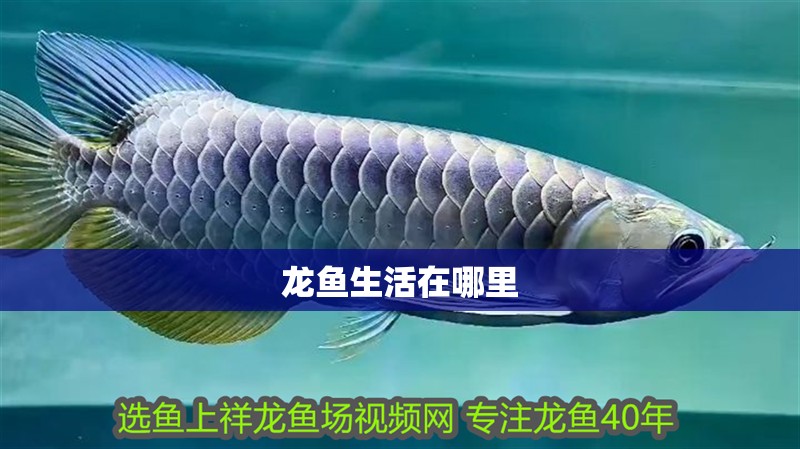 龍魚生活在哪里