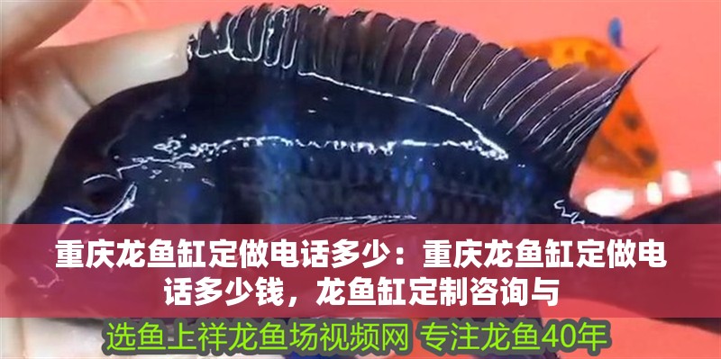 重慶龍魚(yú)缸定做電話多少：重慶龍魚(yú)缸定做電話多少錢，龍魚(yú)缸定制咨詢與