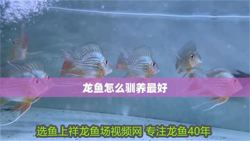 龍魚怎么馴養最好