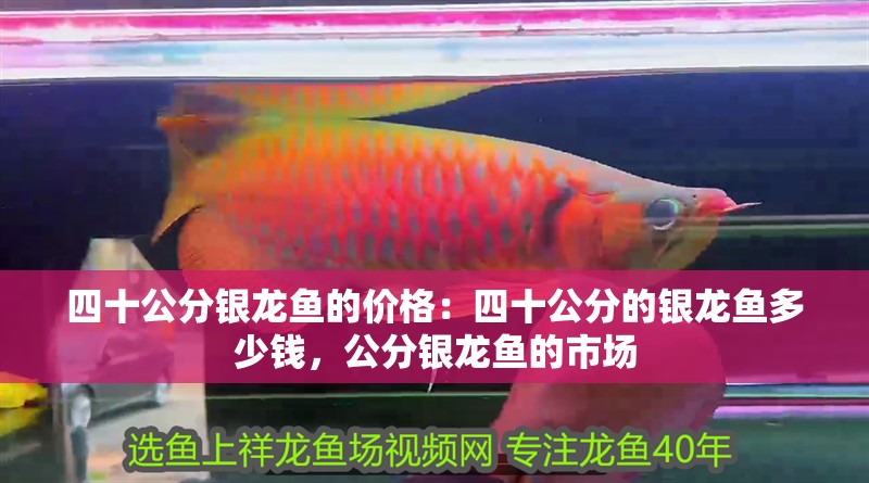 四十公分銀龍魚的價格：四十公分的銀龍魚多少錢，公分銀龍魚的市場