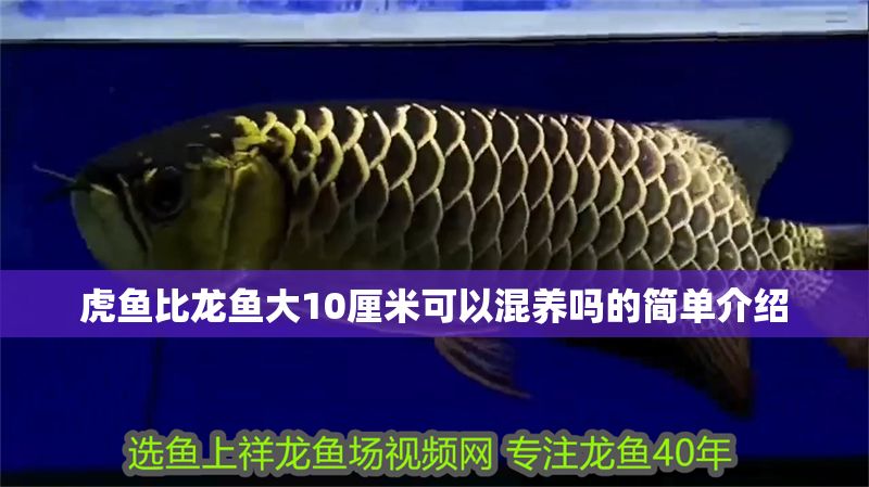 虎魚比龍魚大10厘米可以混養嗎的簡單介紹