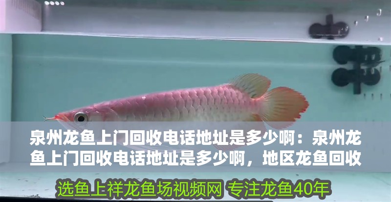 泉州龍魚(yú)上門(mén)回收電話地址是多少啊：泉州龍魚(yú)上門(mén)回收電話地址是多少啊，地區(qū)龍魚(yú)回收服務(wù)