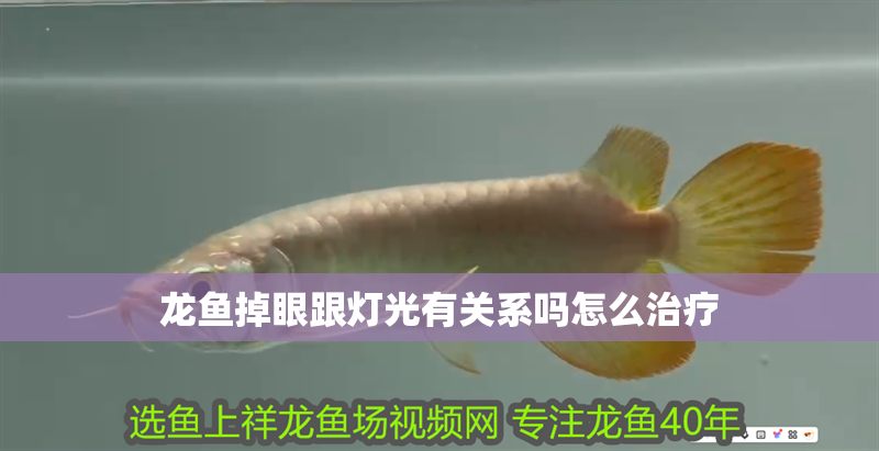 龍魚掉眼跟燈光有關系嗎怎么治療 龍魚掉眼跟燈光有關系嗎怎么治療 龍魚百科 第4張