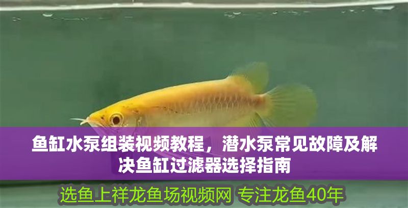 魚缸水泵組裝視頻教程，潛水泵常見故障及解決魚缸過濾器選擇指南 魚缸水泵組裝視頻教程，潛水泵常見故障及解決魚缸過濾器選擇指南 魚缸百科 第2張