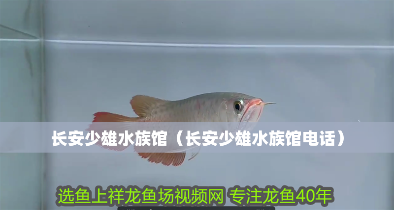 長安少雄水族館（長安少雄水族館電話）
