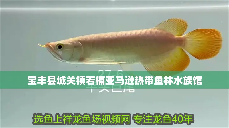 寶豐縣城關鎮若楠亞馬遜熱帶魚林水族館