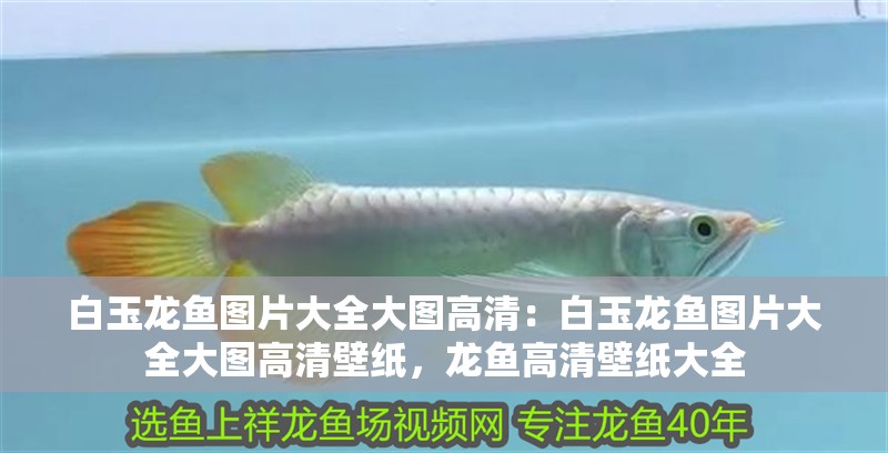 白玉龍魚圖片大全大圖高清：白玉龍魚圖片大全大圖高清壁紙，龍魚高清壁紙大全