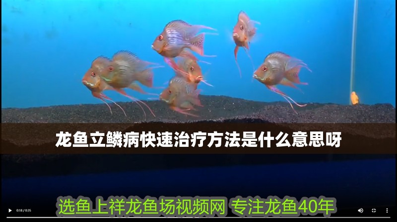 龍魚立鱗病快速治療方法是什么意思呀 龍魚百科 第2張 龍魚立鱗病快速治療方法是什么意思呀 龍魚立鱗病快速治療方法是什么意思呀 龍魚百科 第2張