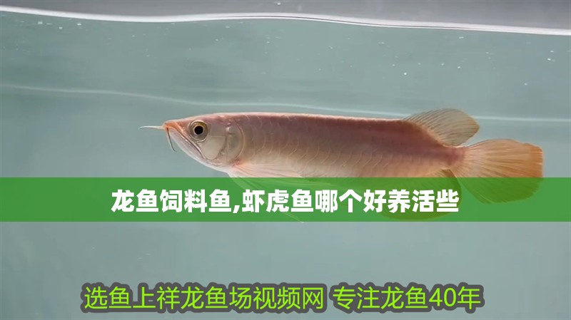 龍魚飼料魚,蝦虎魚哪個好養(yǎng)活些