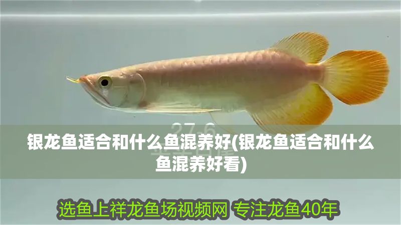銀龍魚適合和什么魚混養(yǎng)好(銀龍魚適合和什么魚混養(yǎng)好看)
