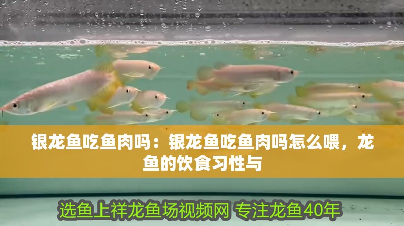 銀龍魚吃魚肉嗎：銀龍魚吃魚肉嗎怎么喂，龍魚的飲食習性與