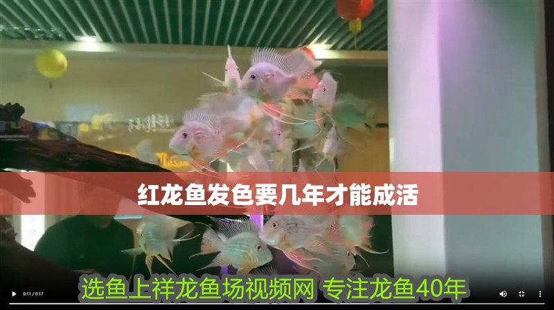 紅龍魚發色要幾年才能成活