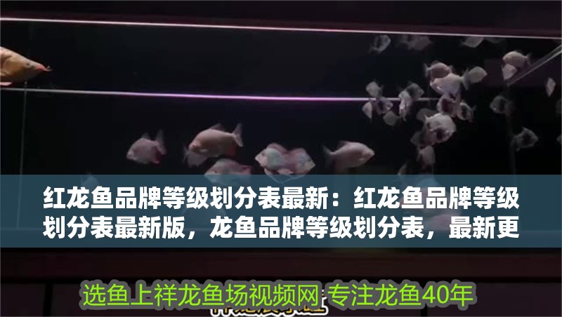 紅龍魚品牌等級劃分表最新：紅龍魚品牌等級劃分表最新版，龍魚品牌等級劃分表，最新更新
