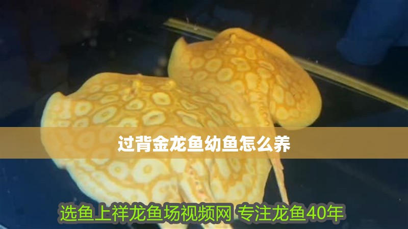 過(guò)背金龍魚(yú)幼魚(yú)怎么養(yǎng)