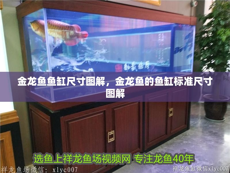 金龍魚魚缸尺寸圖解，金龍魚的魚缸標準尺寸圖解 金龍魚魚缸尺寸圖解，金龍魚的魚缸標準尺寸圖解 魚缸百科 第2張