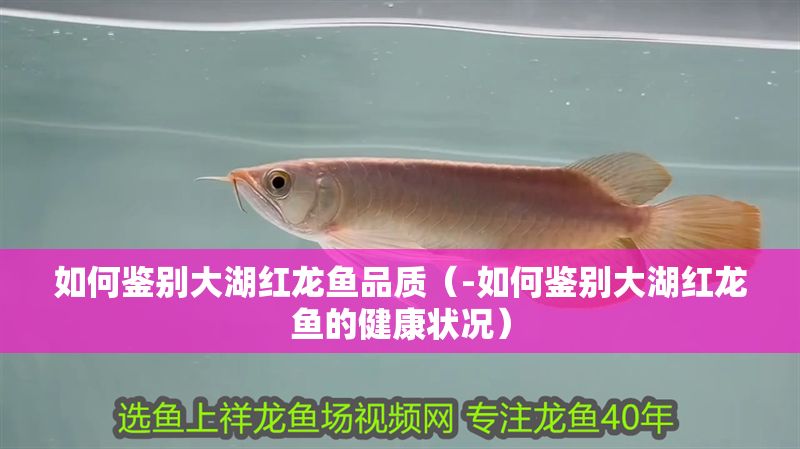 如何鑒別大湖紅龍魚品質（-如何鑒別大湖紅龍魚的健康狀況）