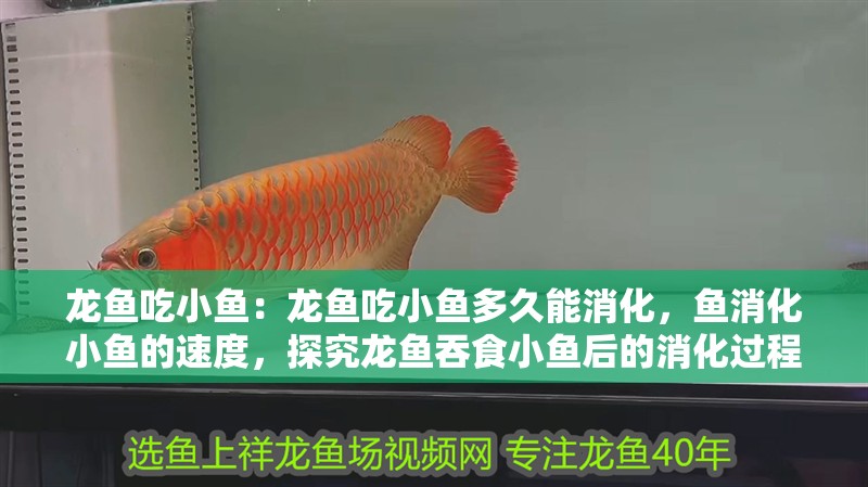 龍魚吃小魚：龍魚吃小魚多久能消化，魚消化小魚的速度，探究龍魚吞食小魚后的消化過程