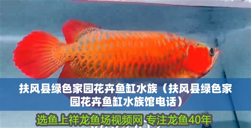 扶風縣綠色家園花卉魚缸水族(扶風縣綠色家園花卉魚缸水族館電話) 全國水族館企業名錄 第2張 扶風縣綠色家園花卉魚缸水族(扶風縣綠色家園花卉魚缸水族館電話) 扶風縣綠色家園花卉魚缸水族(扶風縣綠色家園花卉魚缸水族館電話) 全國水族館企業名錄 第2張