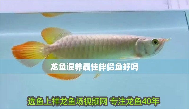 龍魚混養(yǎng)最佳伴侶魚好嗎