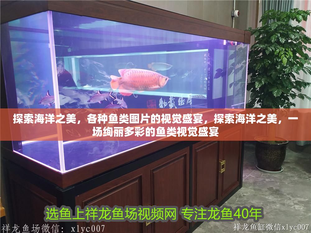 探索海洋之美，各種魚(yú)類(lèi)圖片的視覺(jué)盛宴，探索海洋之美，一場(chǎng)絢麗多彩的魚(yú)類(lèi)視覺(jué)盛宴