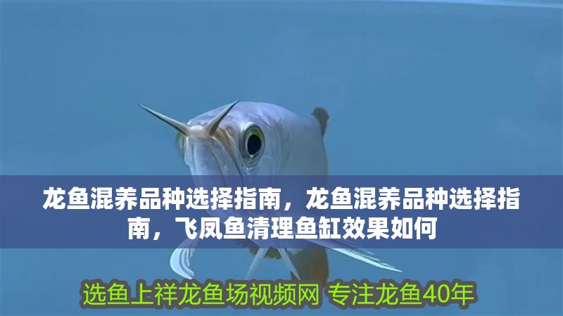 龍魚混養品種選擇指南，龍魚混養品種選擇指南，飛鳳魚清理魚缸效果如何 龍魚混養品種選擇指南，龍魚混養品種選擇指南，飛鳳魚清理魚缸效果如何 虎魚百科 第2張