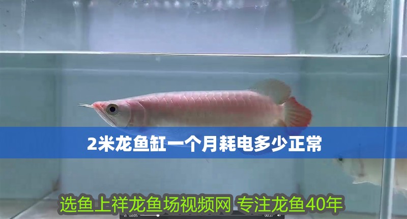 2米龍魚缸一個月耗電多少正常 2米龍魚缸一個月耗電多少正常 龍魚百科 第4張