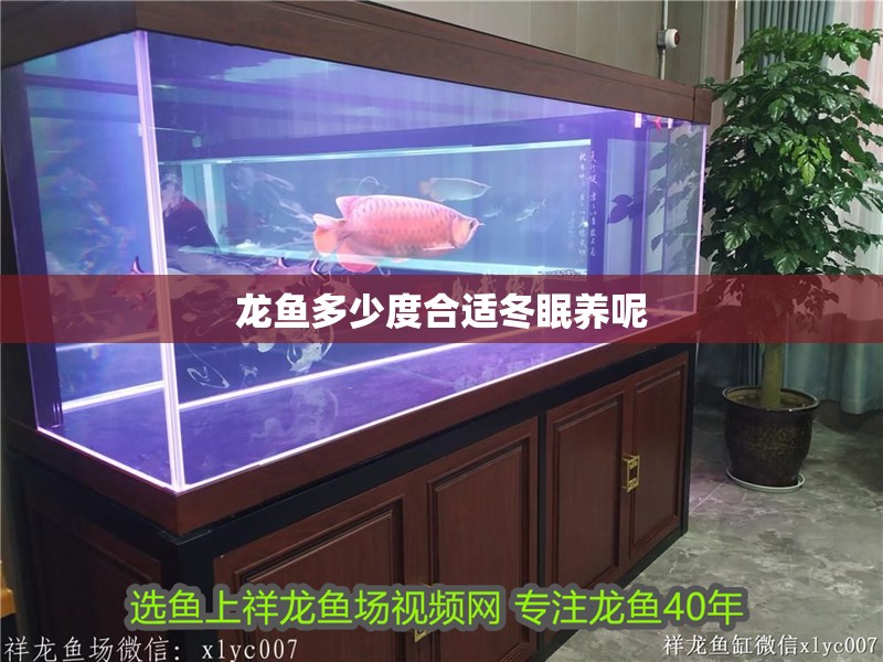 龍魚多少度合適冬眠養呢