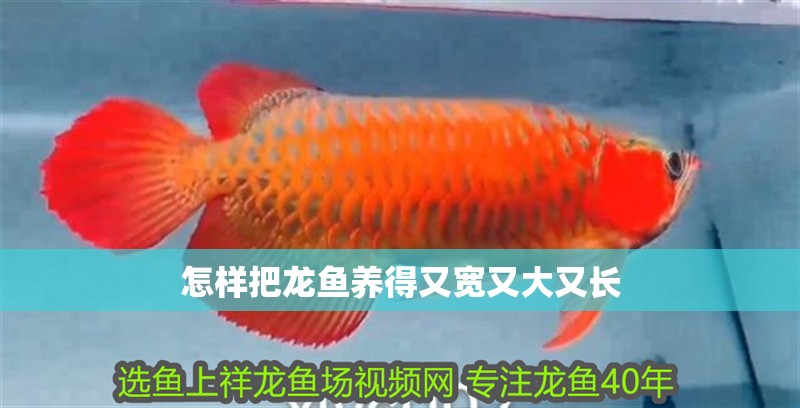 怎樣把龍魚養得又寬又大又長