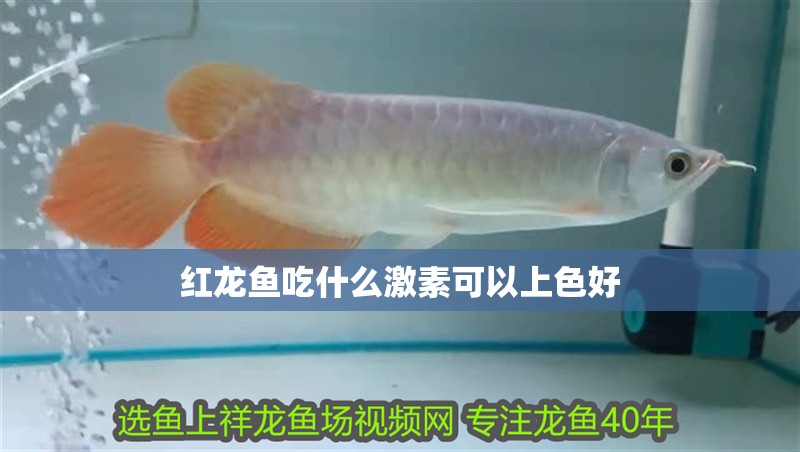 紅龍魚吃什么激素可以上色好