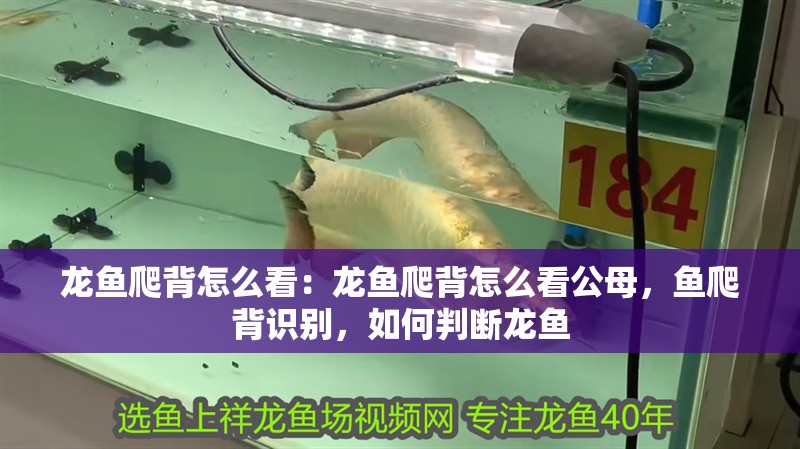 龍魚爬背怎么看：龍魚爬背怎么看公母，魚爬背識別，如何判斷龍魚