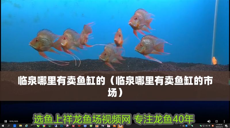 臨泉哪里有賣魚缸的（臨泉哪里有賣魚缸的市場）