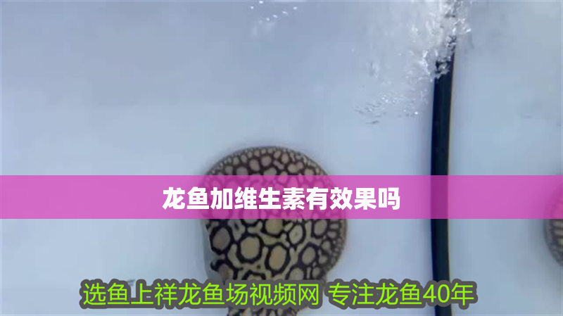 龍魚加維生素有效果嗎