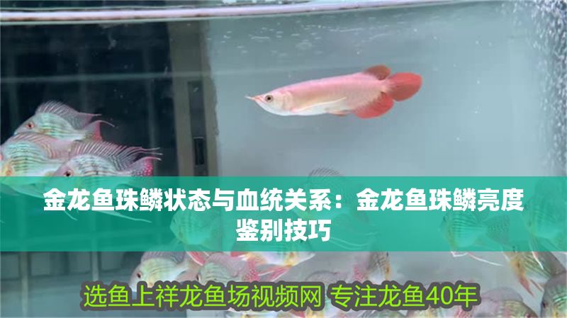 金龍魚珠鱗狀態(tài)與血統(tǒng)關(guān)系：金龍魚珠鱗亮度鑒別技巧