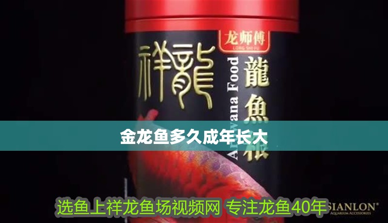 金龍魚多久成年長大