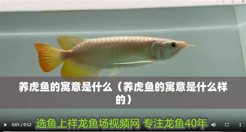 養虎魚的寓意是什么（養虎魚的寓意是什么樣的）