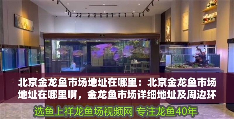 北京金龍魚市場地址在哪里：北京金龍魚市場地址在哪里啊，金龍魚市場詳細地址及周邊環(huán)境